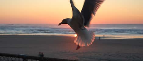 On the beach, sun-loungers, beach towels