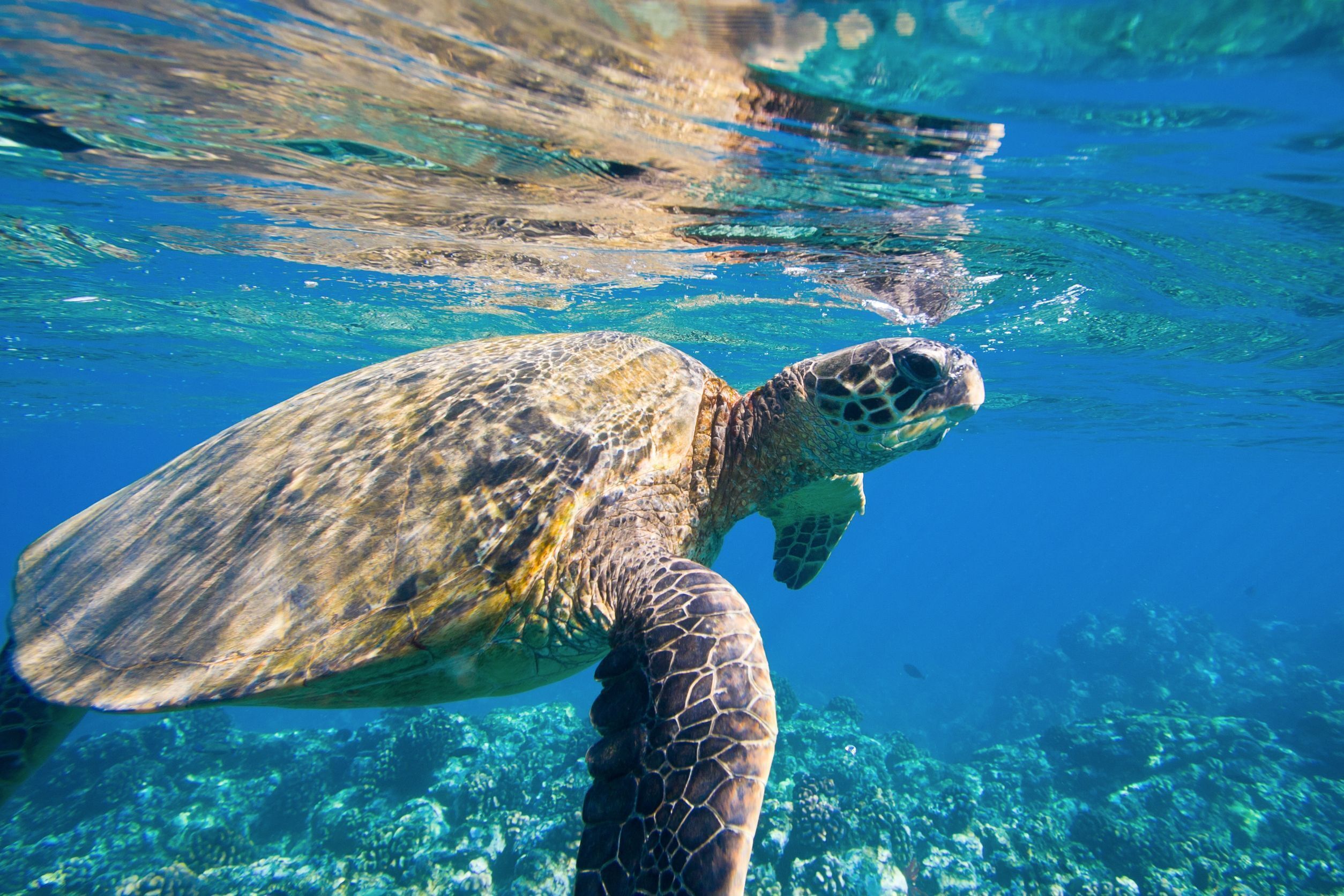 A sea turtle swimming underwater.