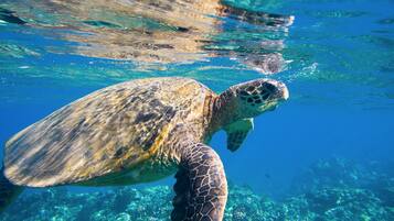 A sea turtle swimming underwater.