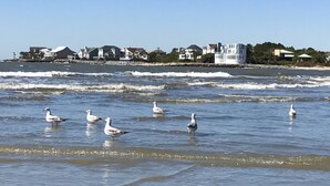A coastal scene with seagulls on the water and houses in the background. - Isle of Palms - 3rd Floor Ocean Front with Private Balcony, Pool, and Pier  (Isle of Palms)