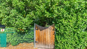 Une porte en bois dotée d’un loquet métallique, entourée d’un feuillage verdoyant et luxuriant.