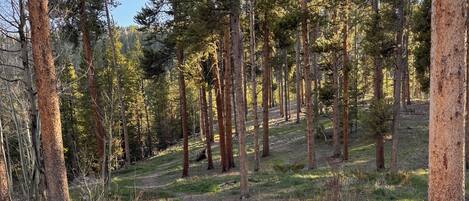A forested area with a dirt path, tall trees, and a clear sky.