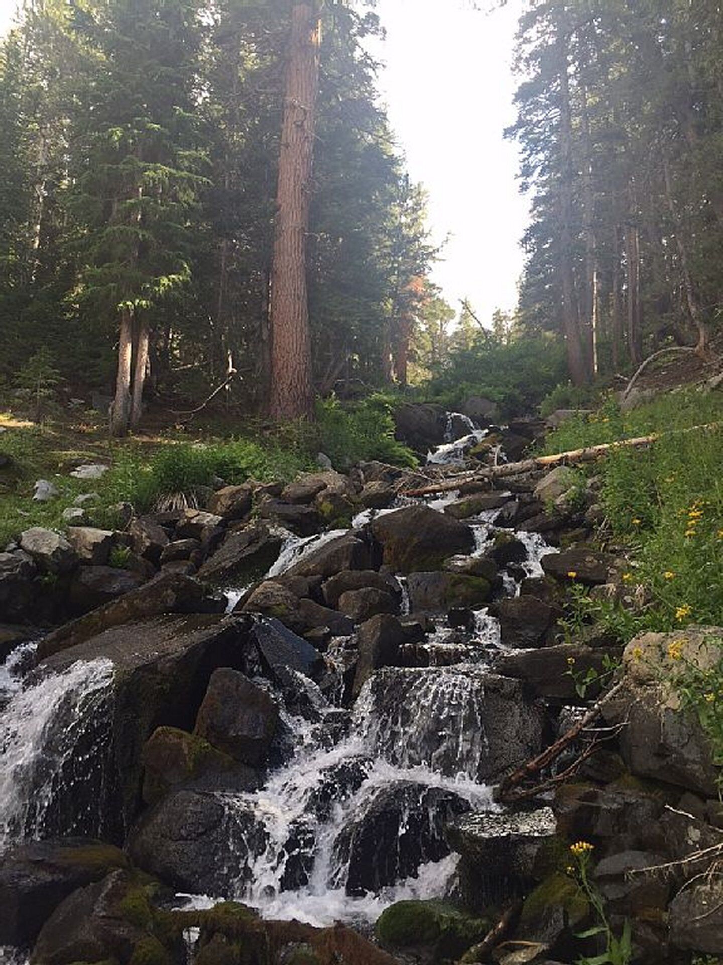 A forested area with a small waterfall.