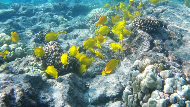 Un arrecife de coral con peces amarillos nadando entre los corales.