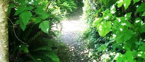A narrow forest path surrounded by dense green foliage.
