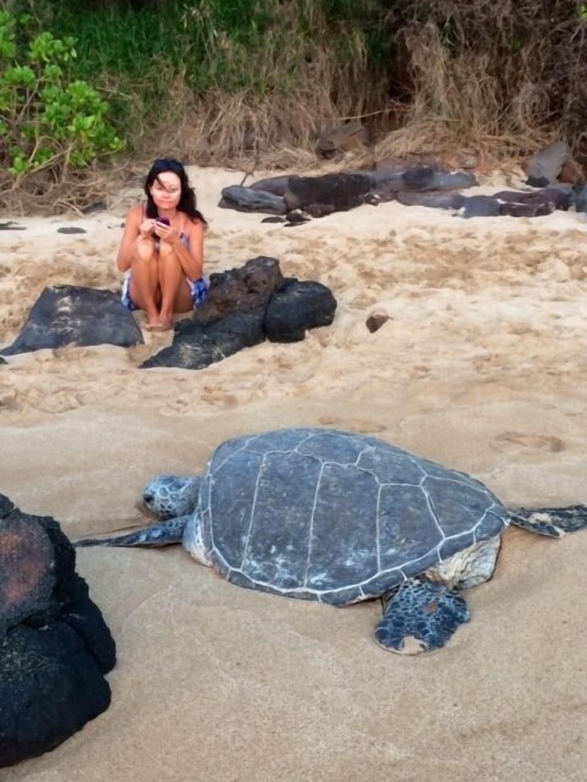 Iemand zit op een zanderig strand, niet ver van een zeeschildpad.