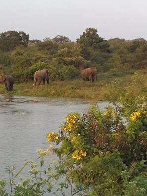Vue depuis l’hébergement