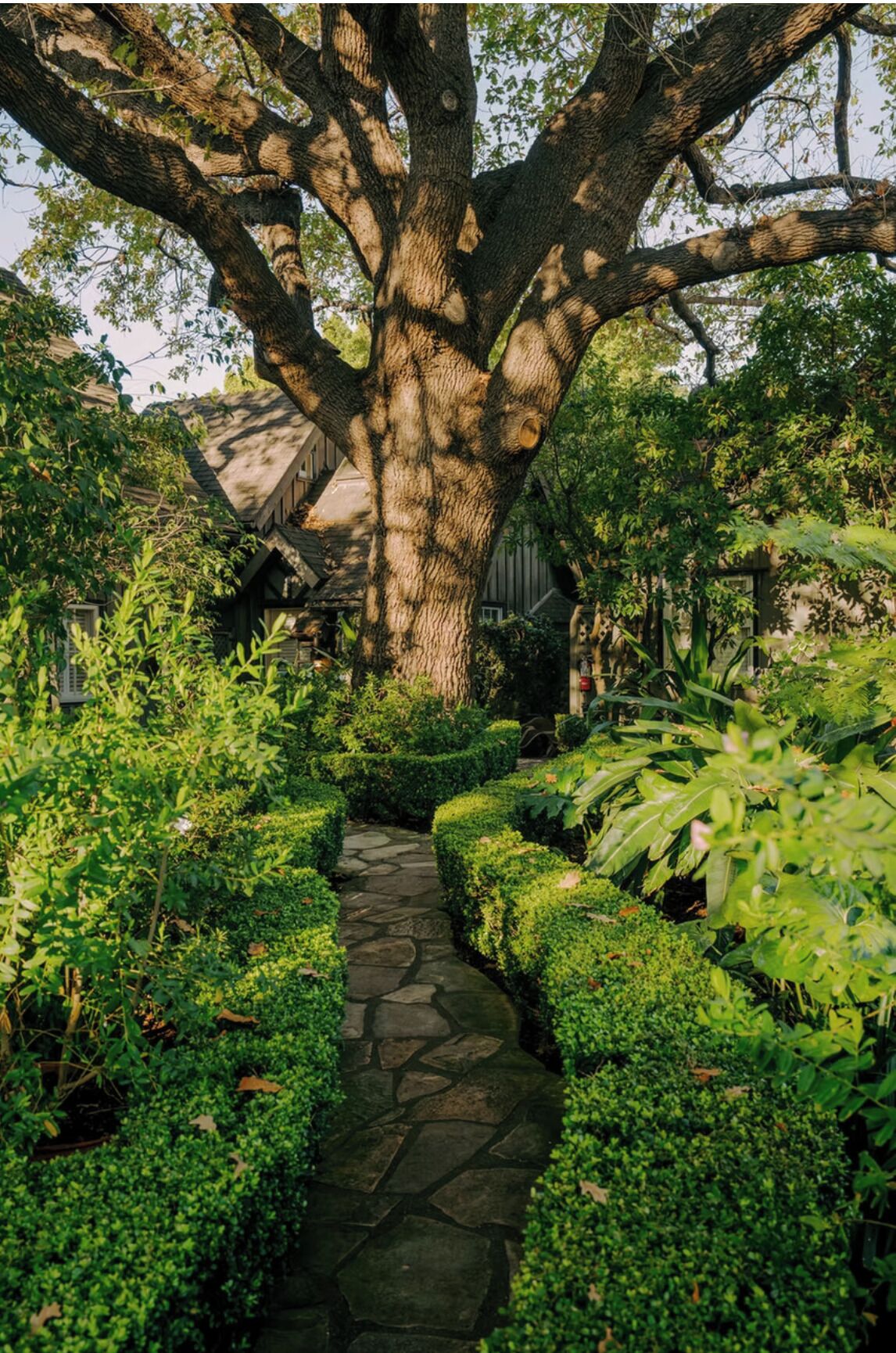 A stone pathway leading to a large tree with a house in the background.