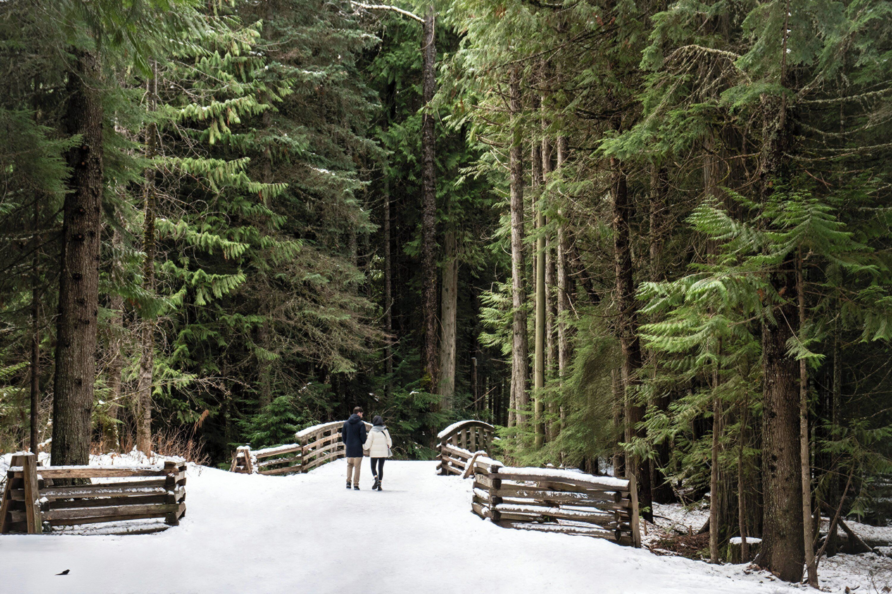 A snow-covered pathway in a forest with wooden bridges and dense evergreen trees.