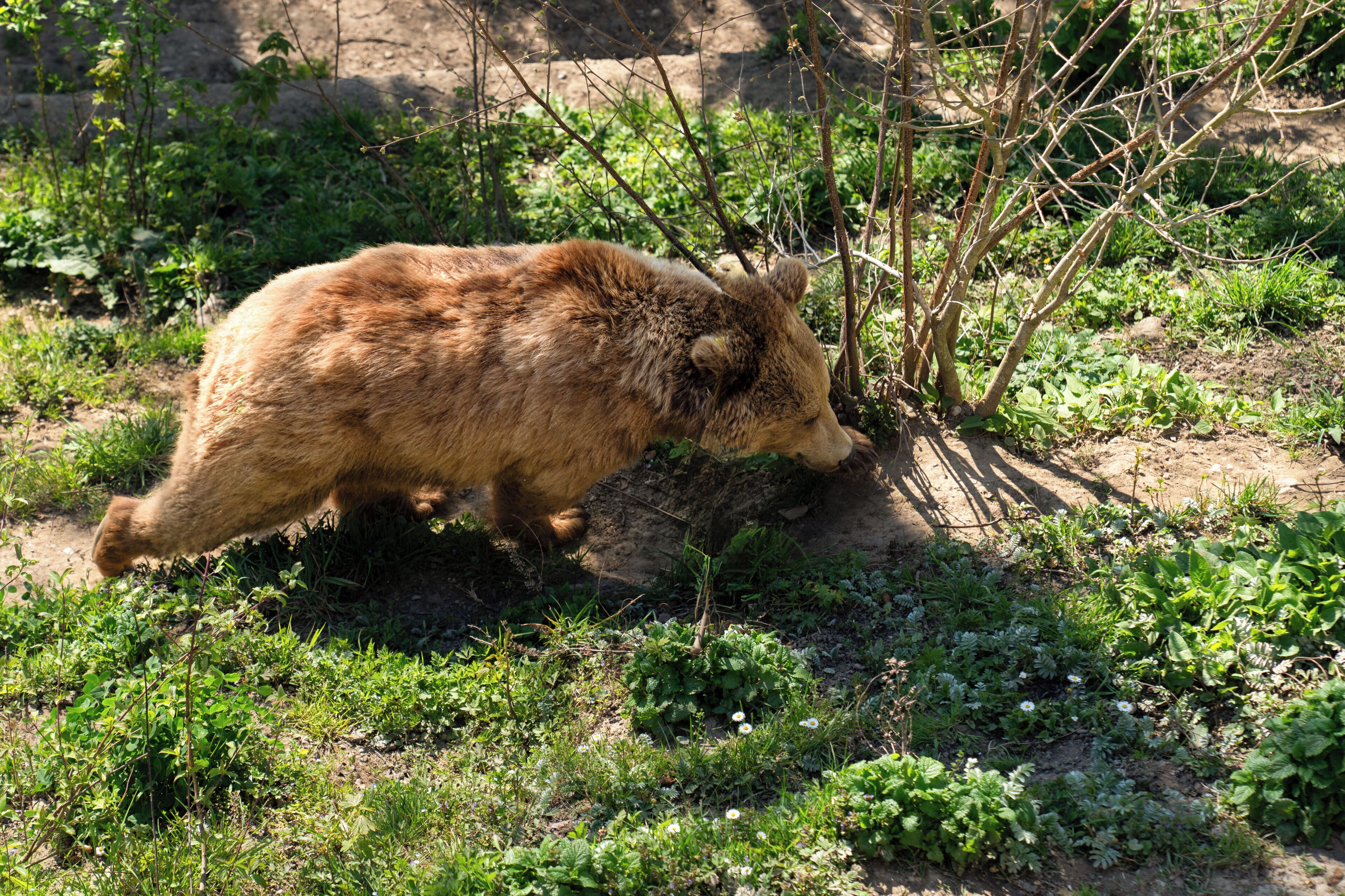 A bear in a naturalistic enclosure with vegetation and a dirt ground.