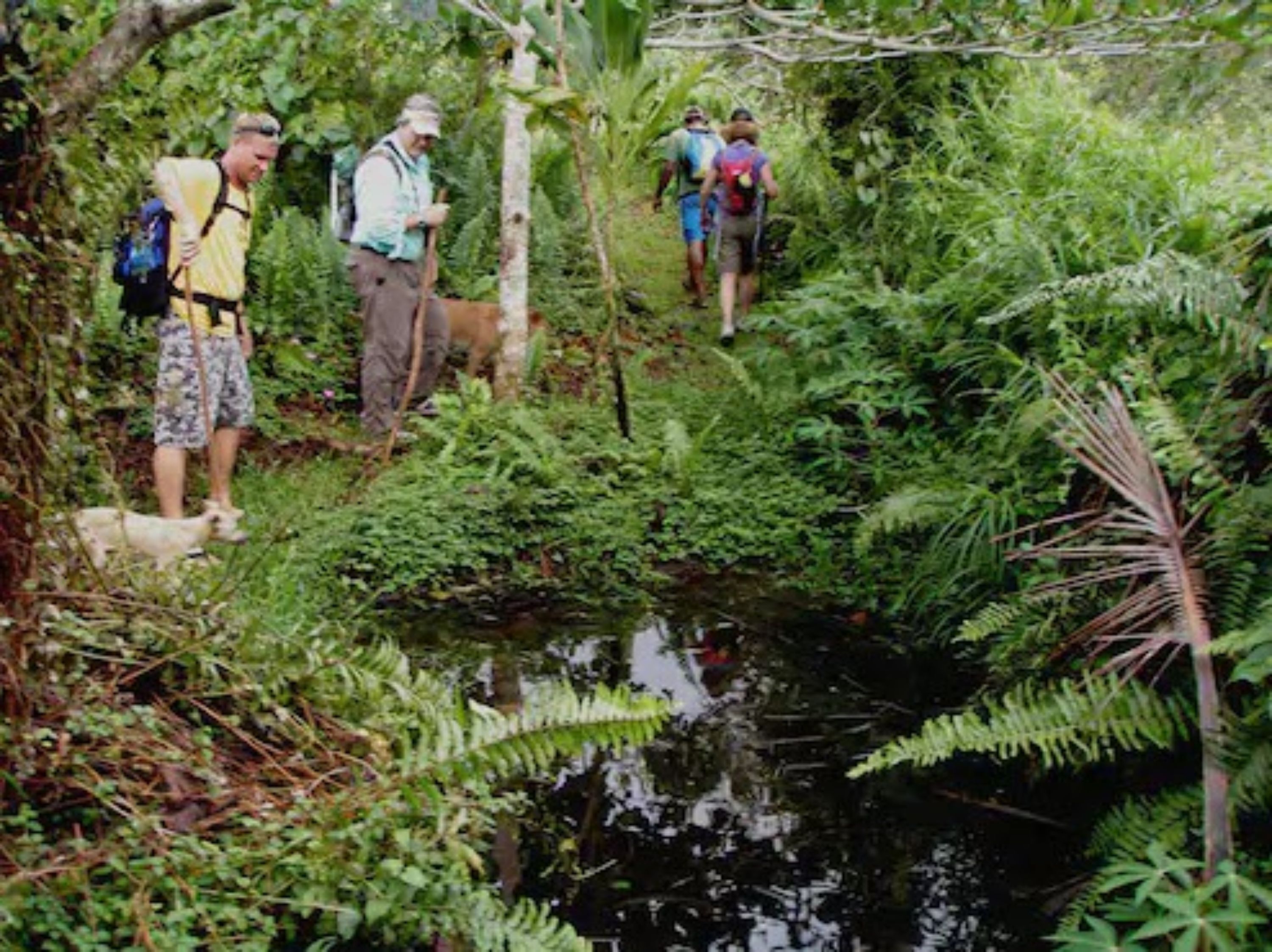 Un grupo de personas caminando por una zona boscosa exuberante, con vegetación densa y un pequeño arroyo.