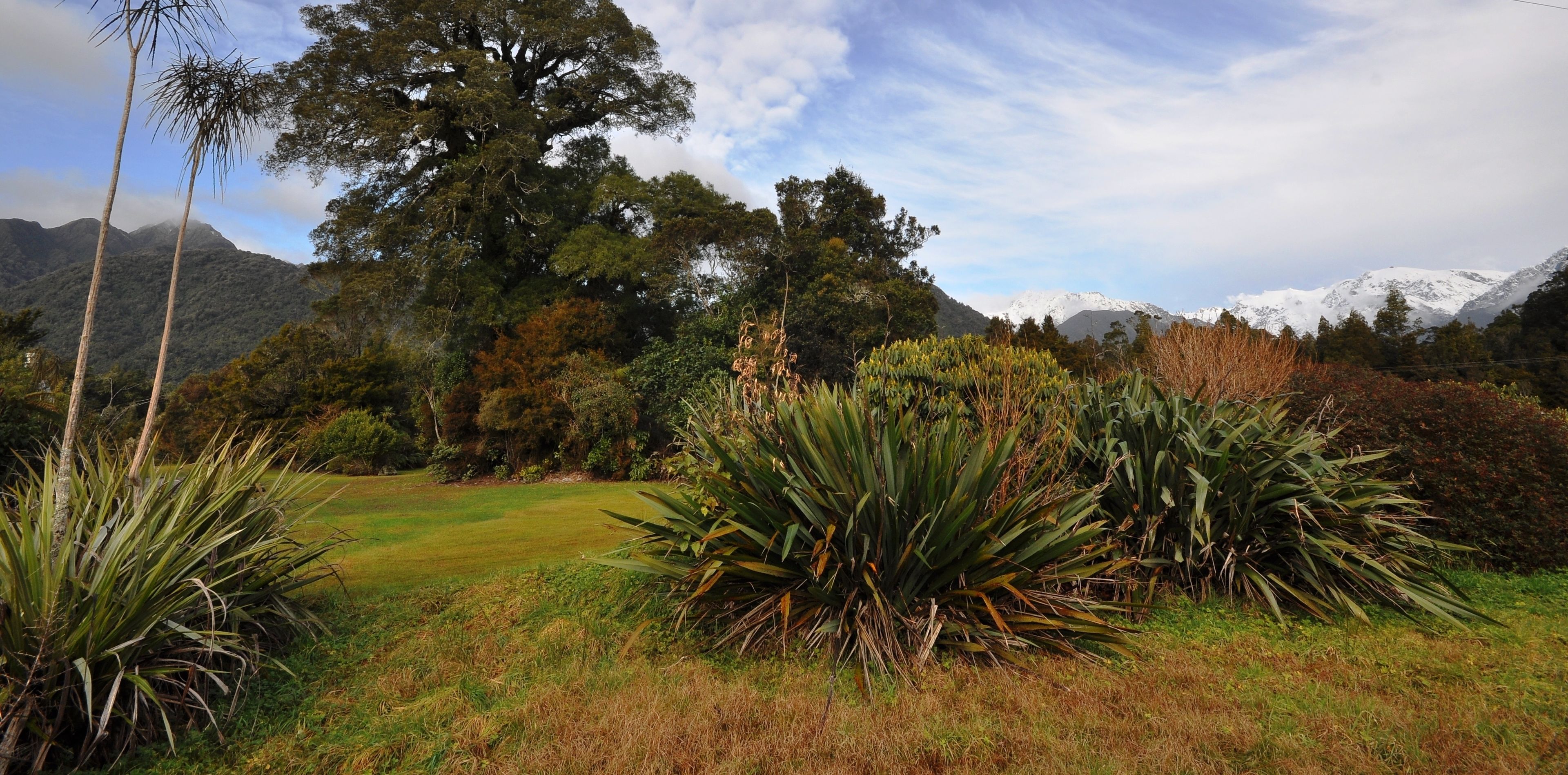 A natural landscape with a grassy field, large trees, and snow-capped mountains in the background.