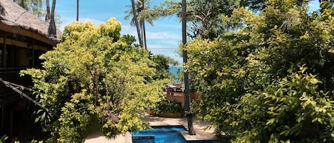 A swimming pool surrounded by lush greenery and tall palm trees.