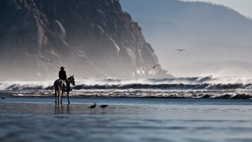 Una persona montando a caballo en una playa, con olas y aves de fondo.