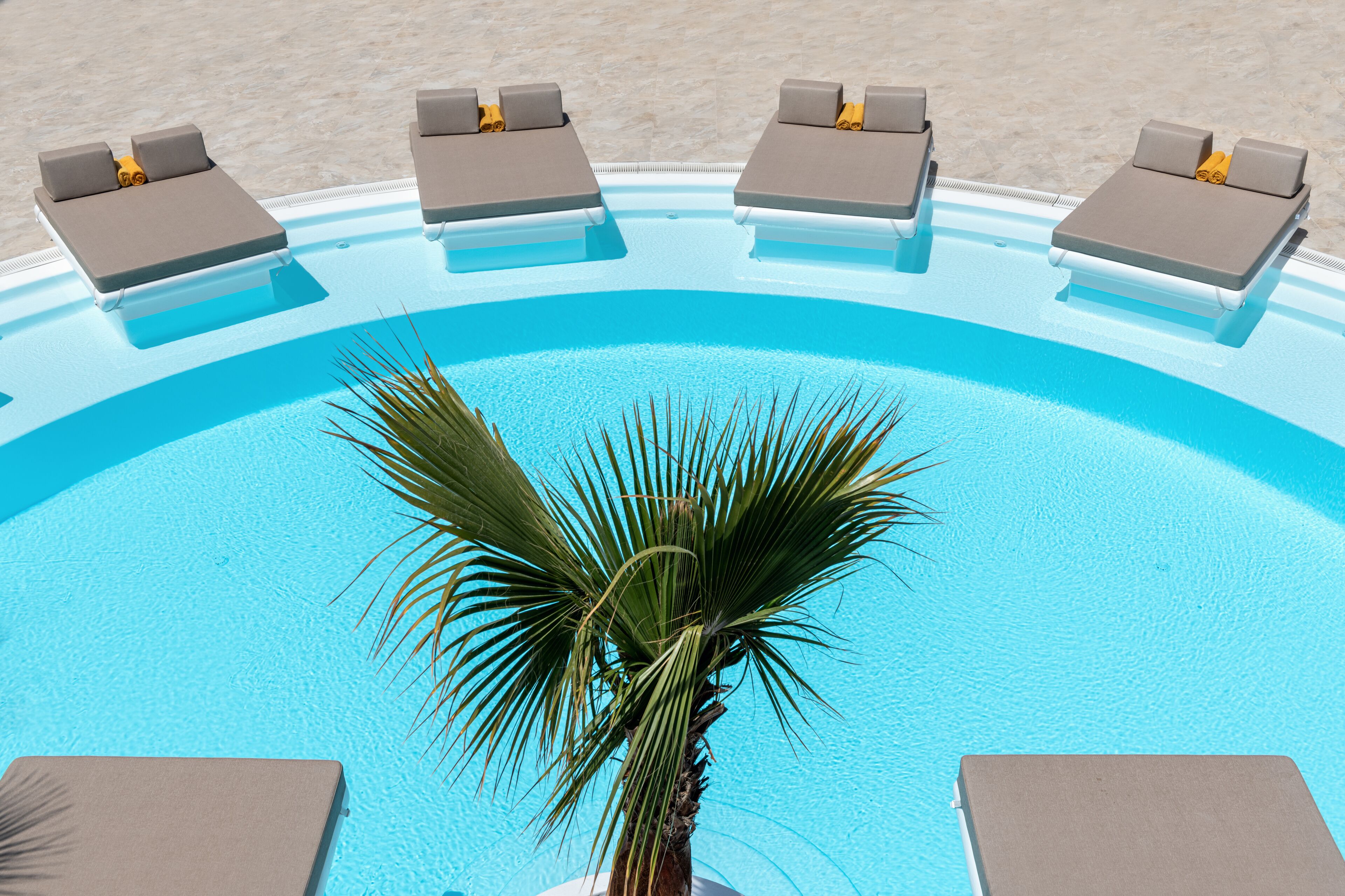 A pool with four lounge chairs and a palm tree.