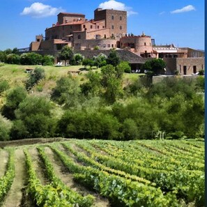 Vineyard - Castello di Velona Resort Thermal SPA & Winery (Montalcino)