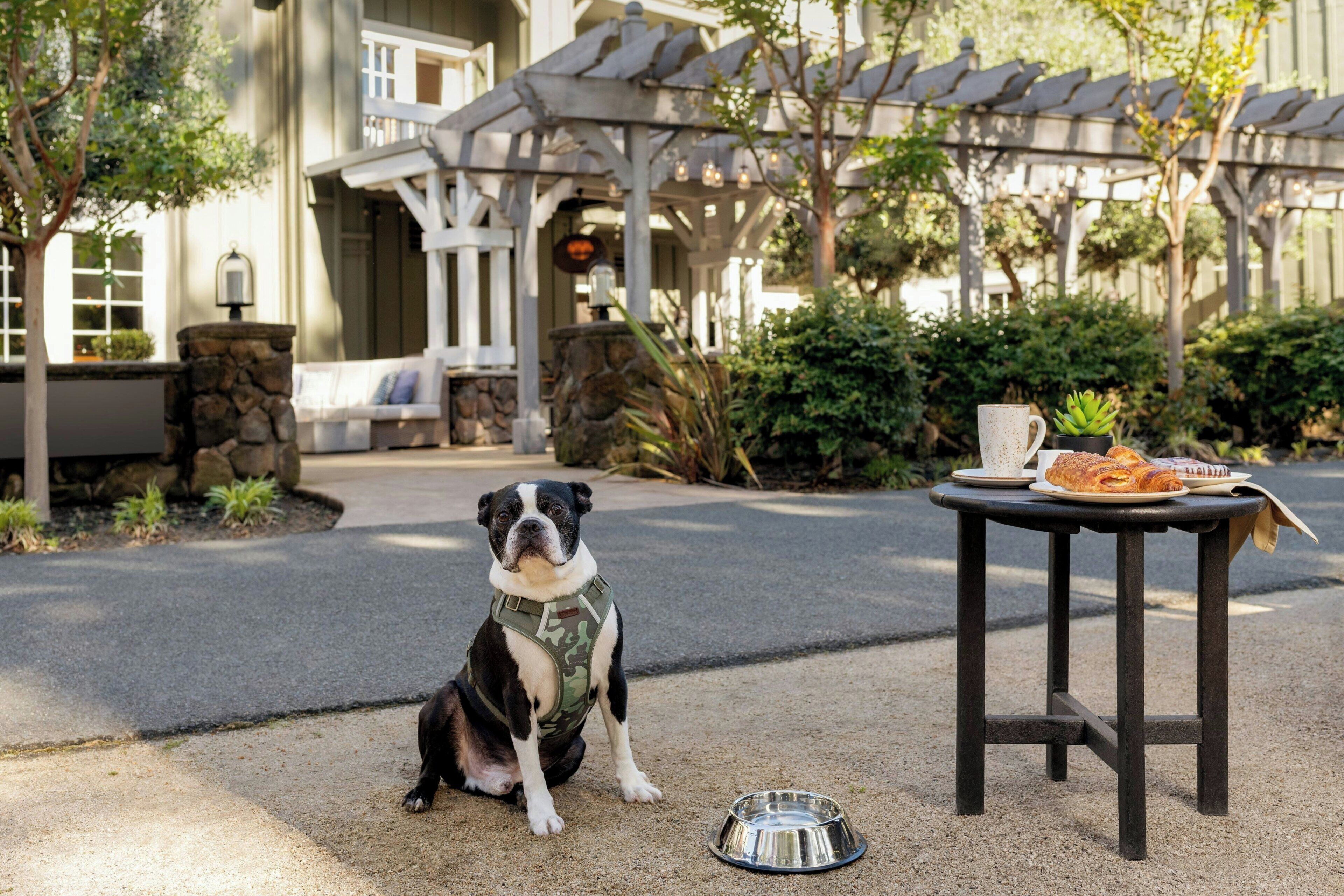 A dog sitting on a concrete surface with a metal bowl, a table with a plate of food, and a building with a pergola in the background.