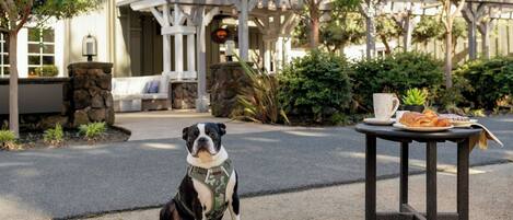 A dog sitting on a concrete surface with a metal bowl, a table with a plate of food, and a building with a pergola in the background.