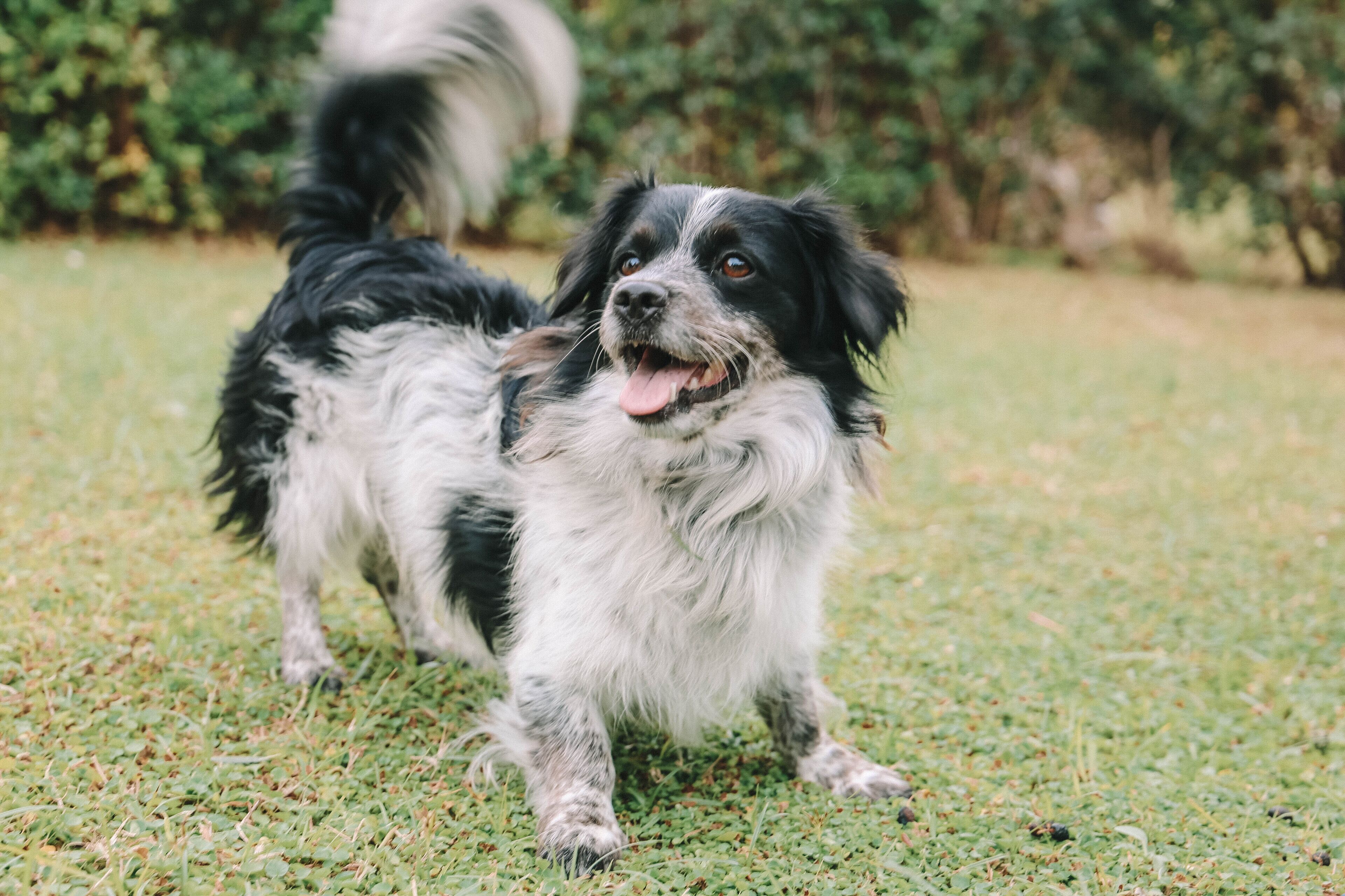 pet-friendly amenities