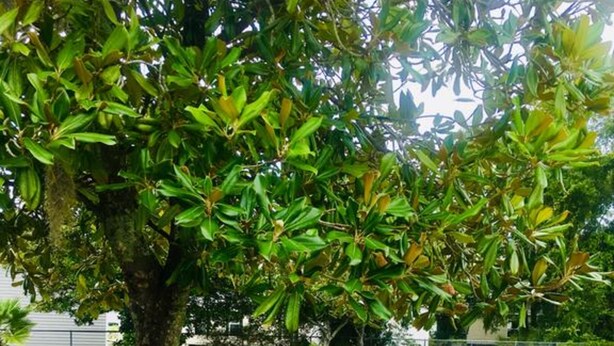 Una mesa de picnic con una planta en maceta, situada en un área verde con un árbol y una carretera al fondo.