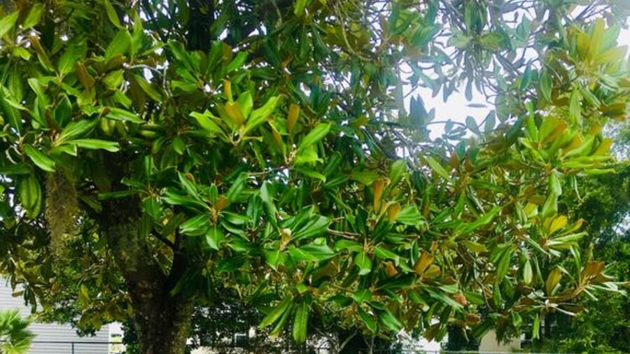 Americas Best Value Inn Lake City