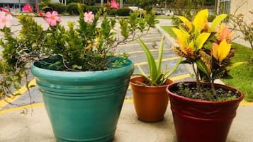 花園