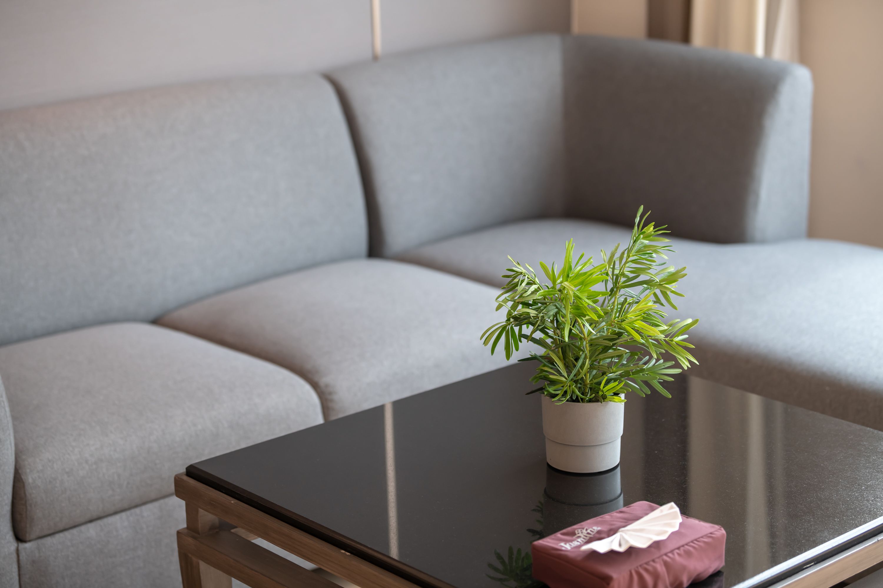 A modern living room with a grey sofa, a glass coffee table, and a potted plant.