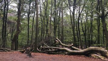 A forest with tall trees and a fallen tree in the foreground.