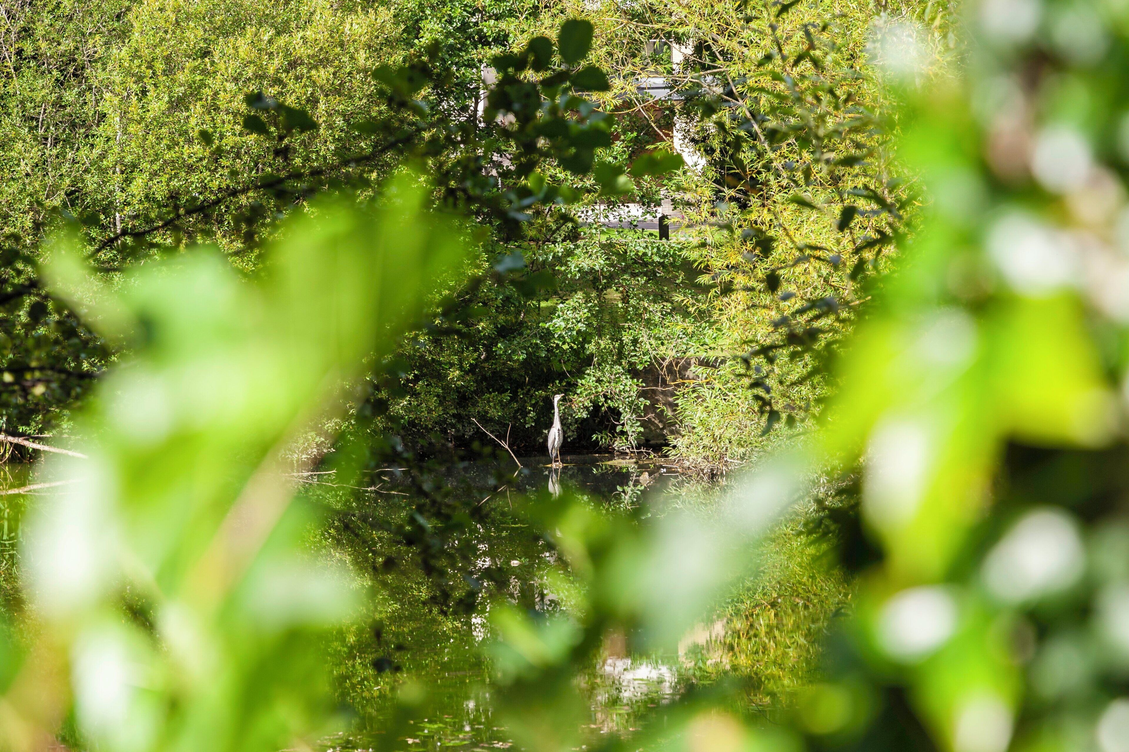 A natural landscape with dense greenery and a body of water.