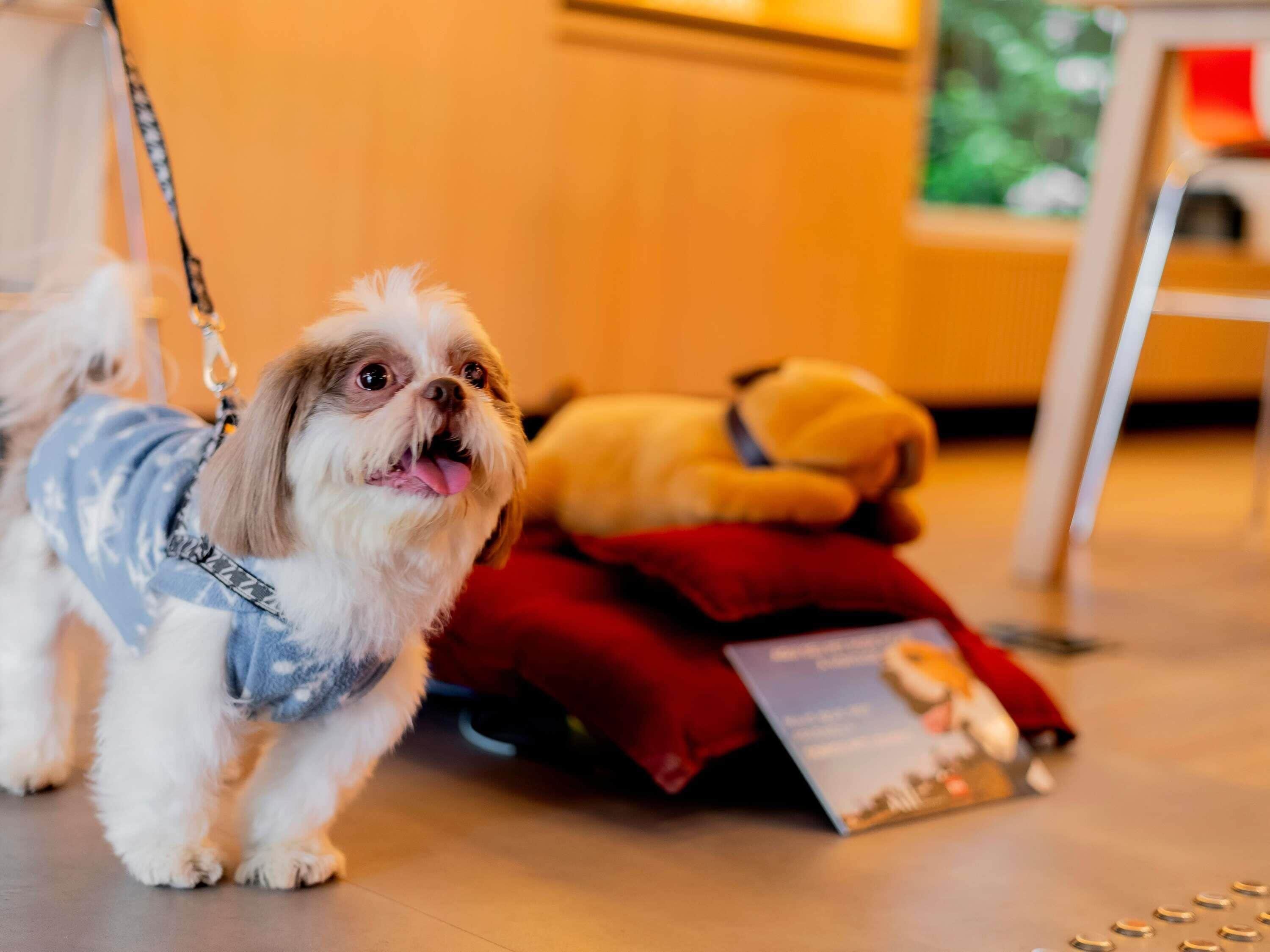 En liten hund i koppel, en mjuk leksak och en broschyr på golvet.