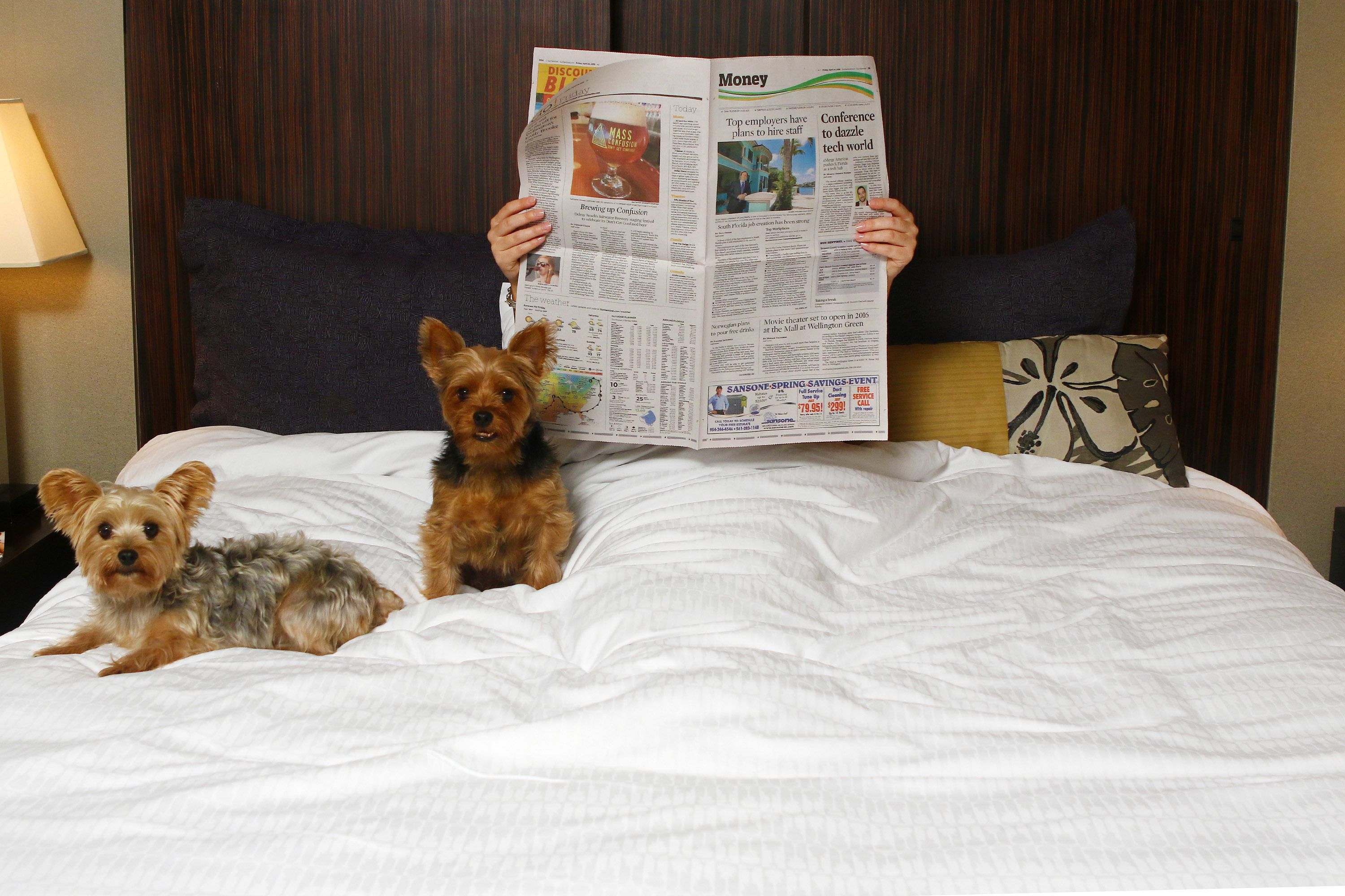 A bed with two dogs and a person reading a newspaper.