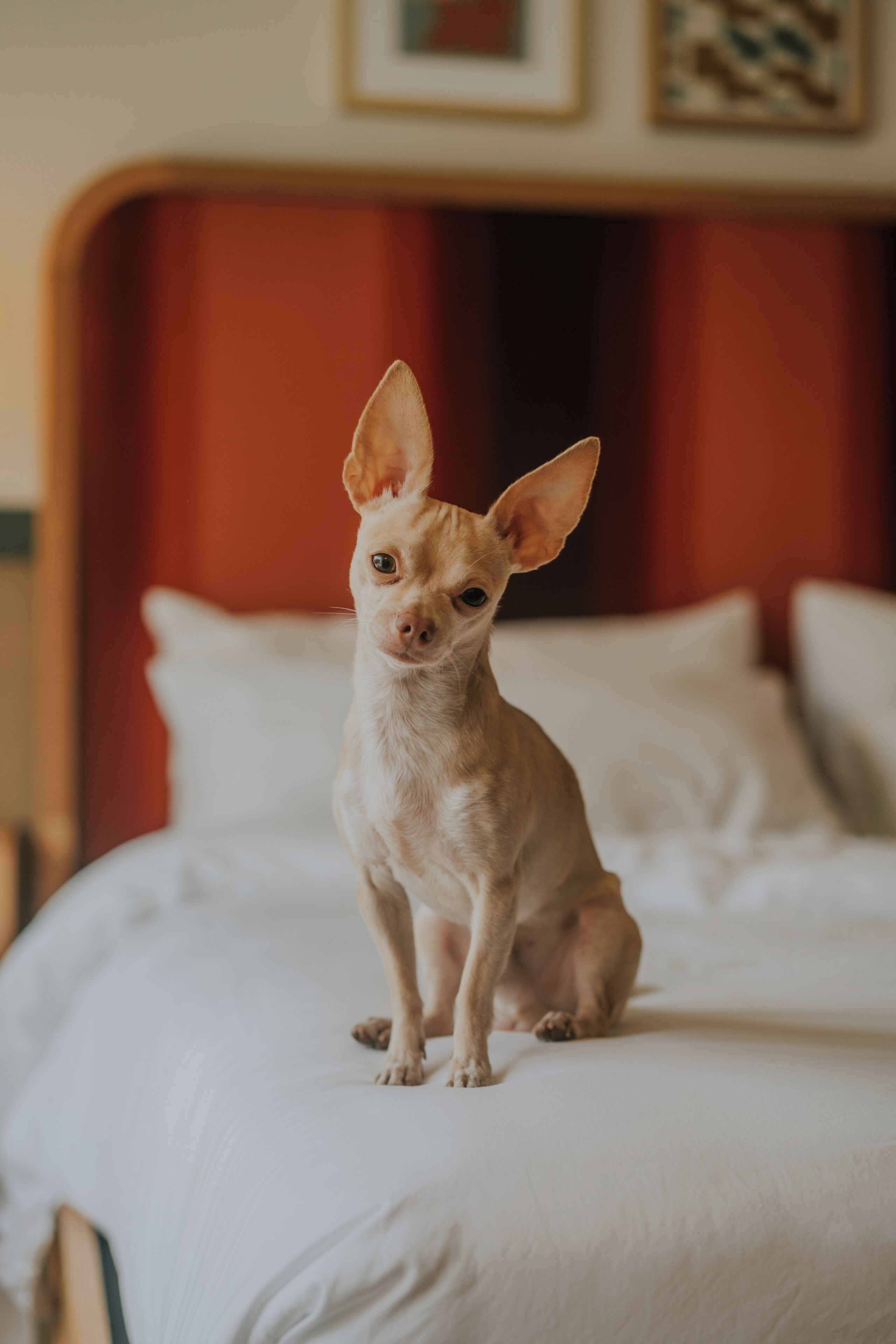 Foto - Royal Sun Palm Springs