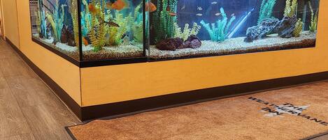 A large aquarium with multiple tanks, each containing various aquatic plants and fish.