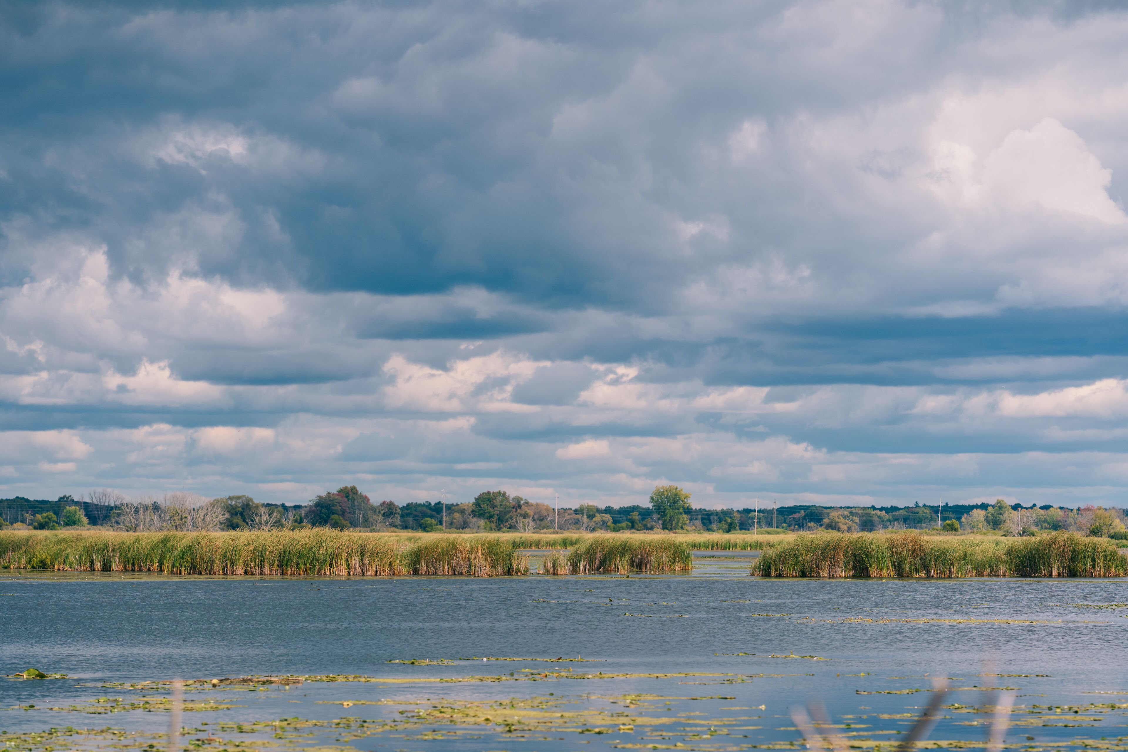 Un río tranquilo con juncos y cielo nublado.
