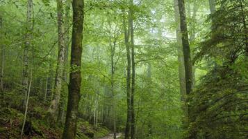 Ein Waldweg, umgeben von hohen Bäumen.