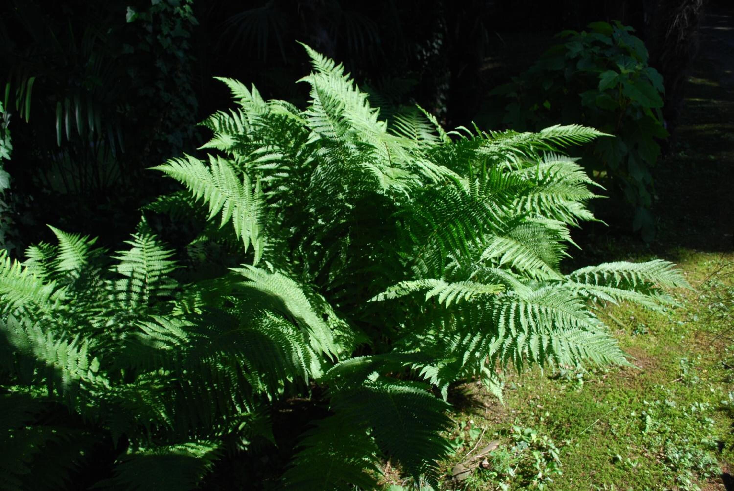 Une fougère dans un jardin.