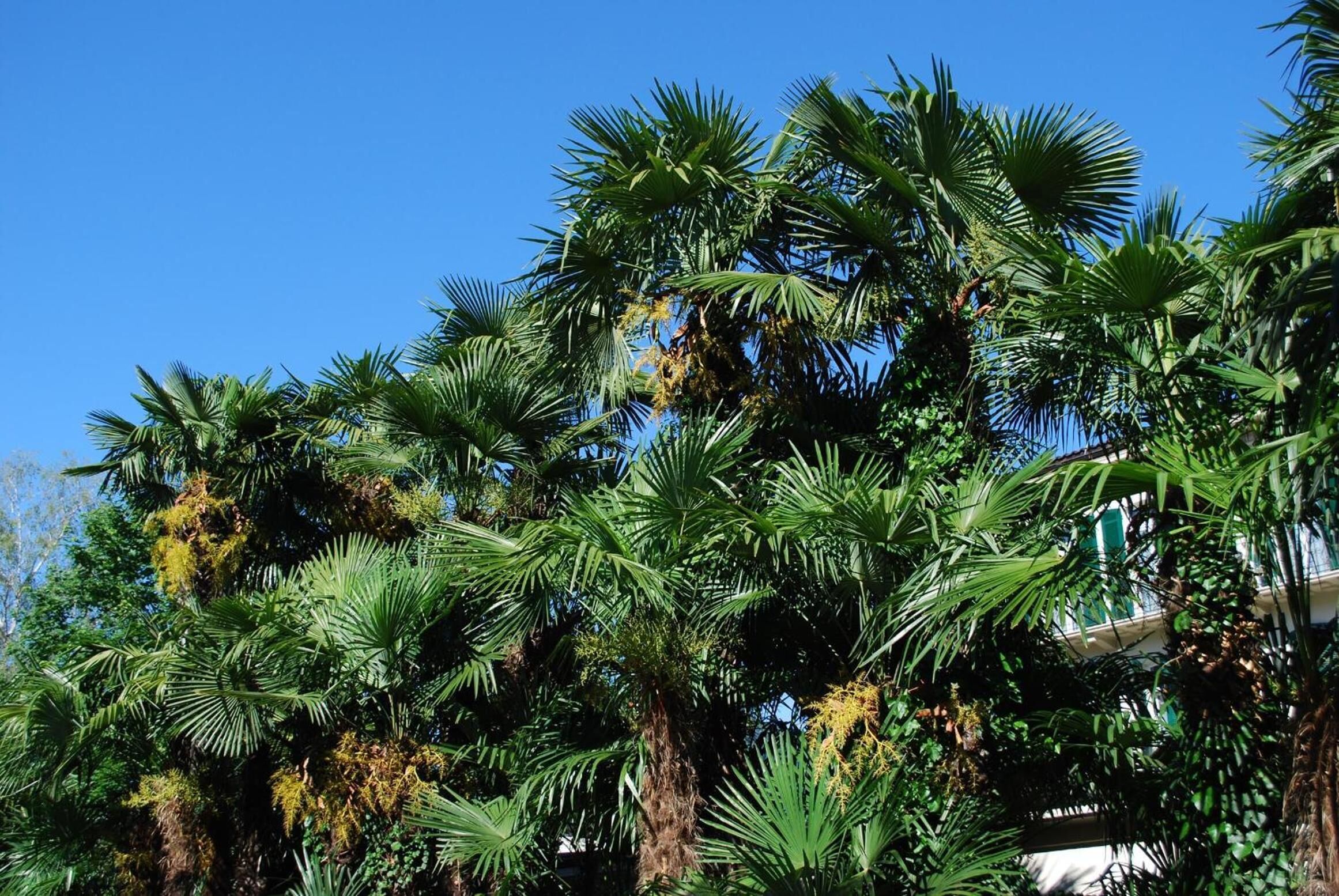 Un groupe dense de palmiers, avec un ciel bleu clair en arrière-plan.