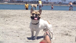 A beach scene with a dog and people.