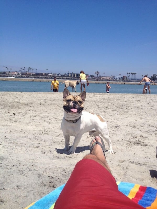 Pet-friendly