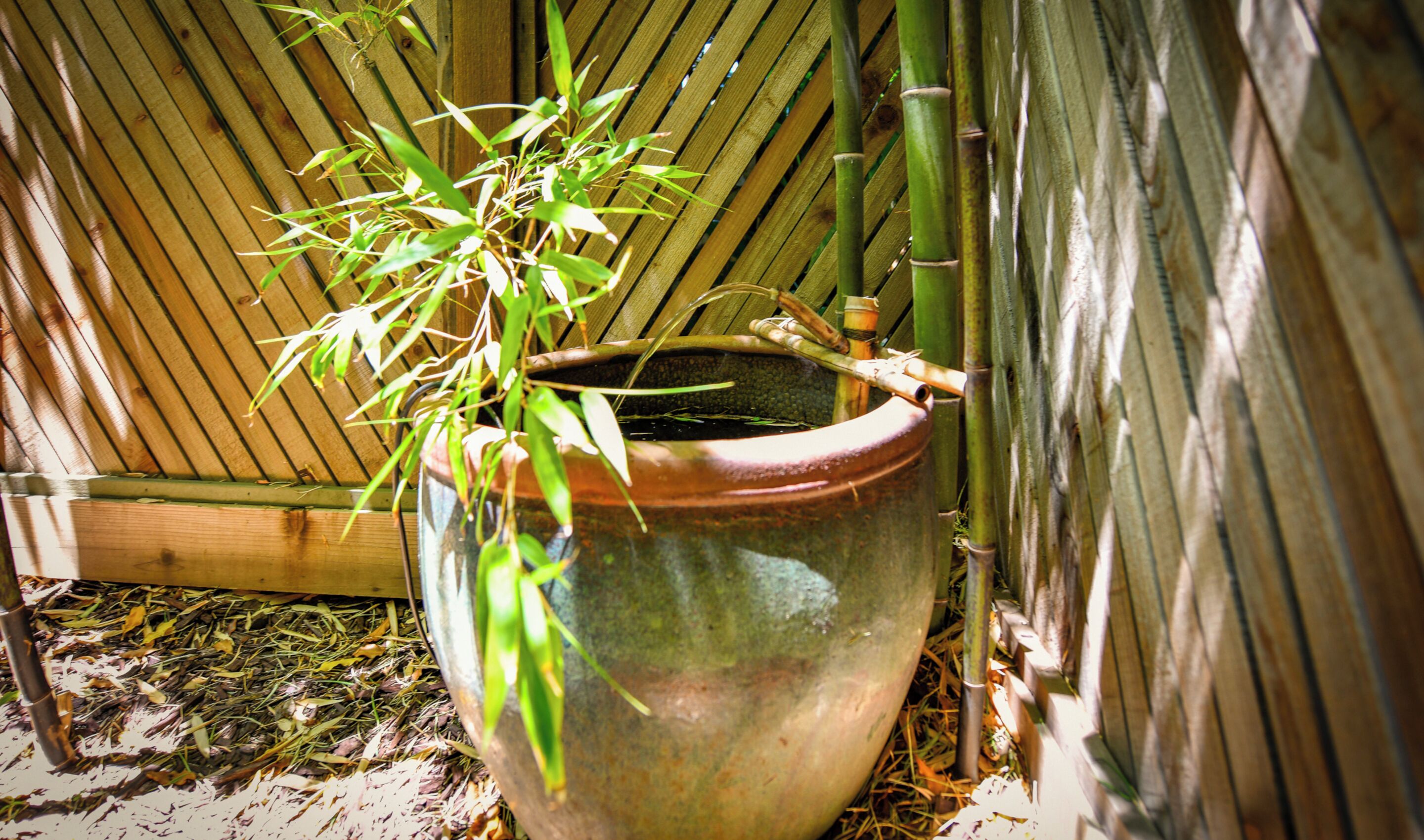Una planta en maceta de cerámica con hojas de bambú, sobre una superficie de madera con una valla de bambú al fondo.