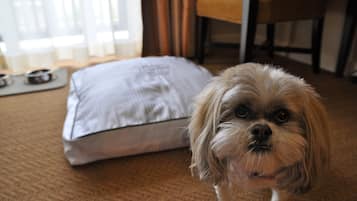 Un perro de pie sobre una alfombra, con un cojín blanco y una cama para mascotas al fondo.