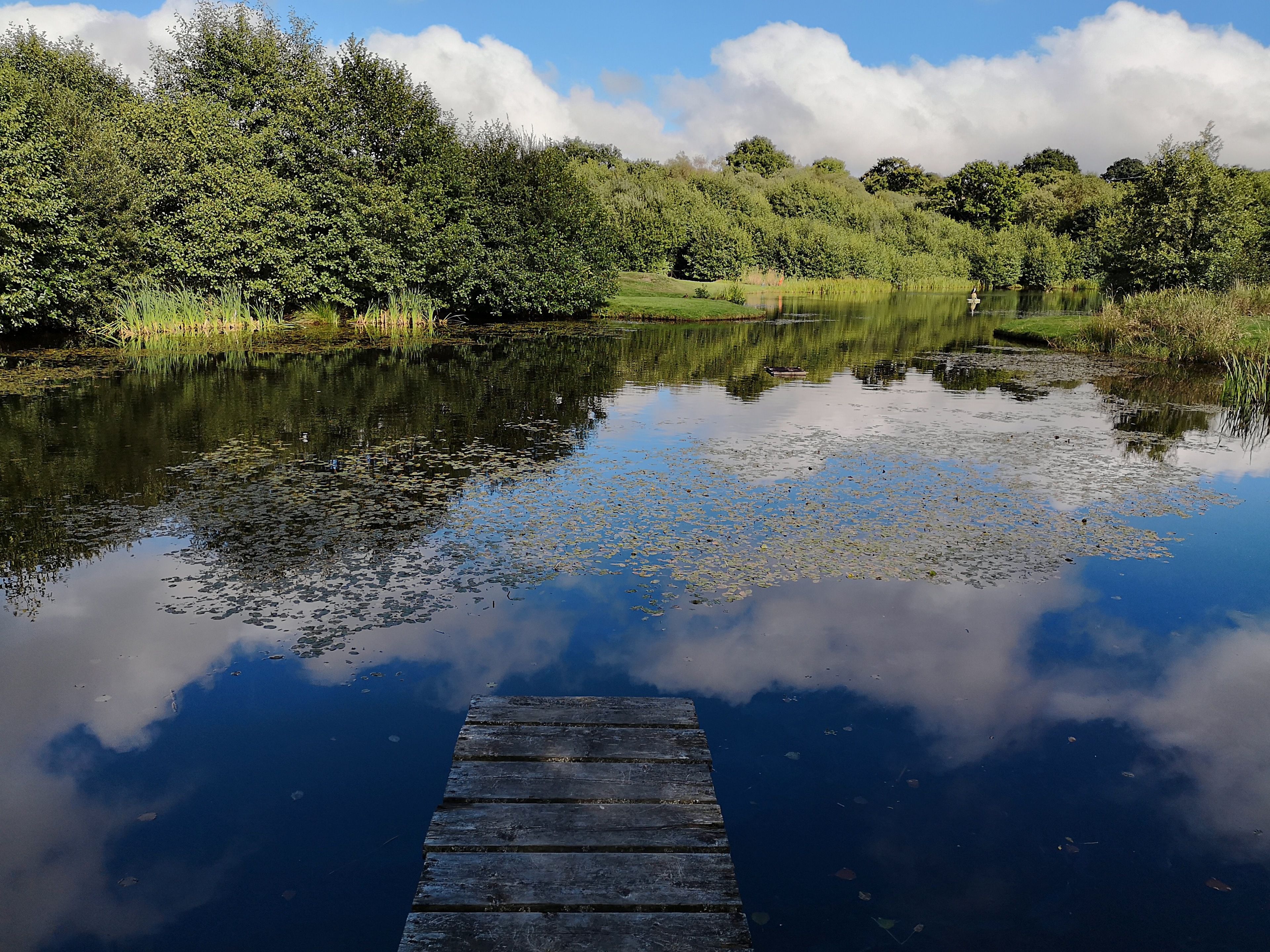 A wooden dock extending into a calm lake surrounded by lush greenery and trees.