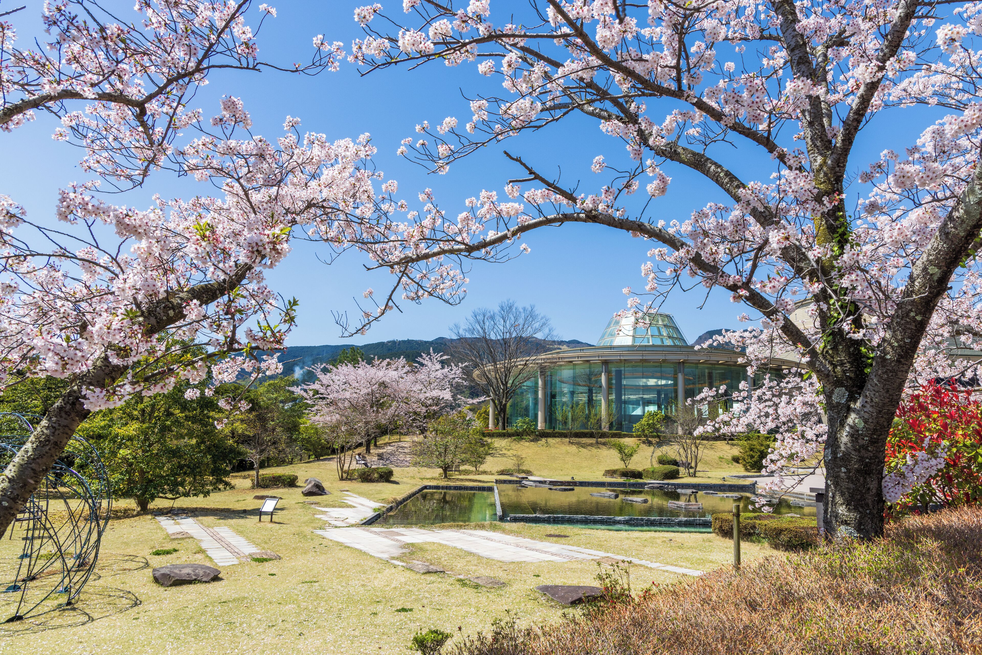 A garden with cherry blossoms, a pond, and a modern building with a dome in the background.