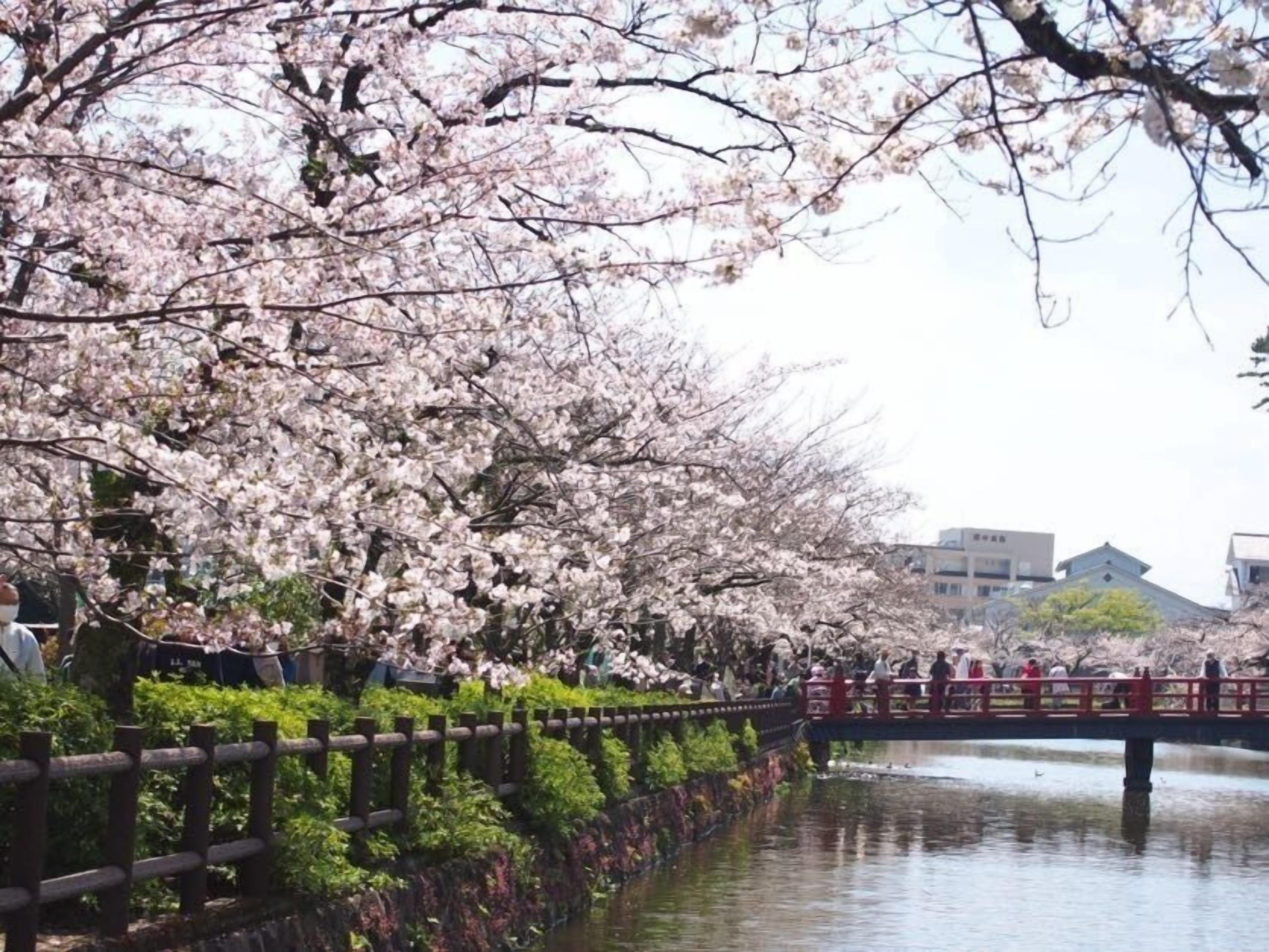 A cherry blossom-lined pathway with a bridge over a body of water, surrounded by greenery and buildings in the background.