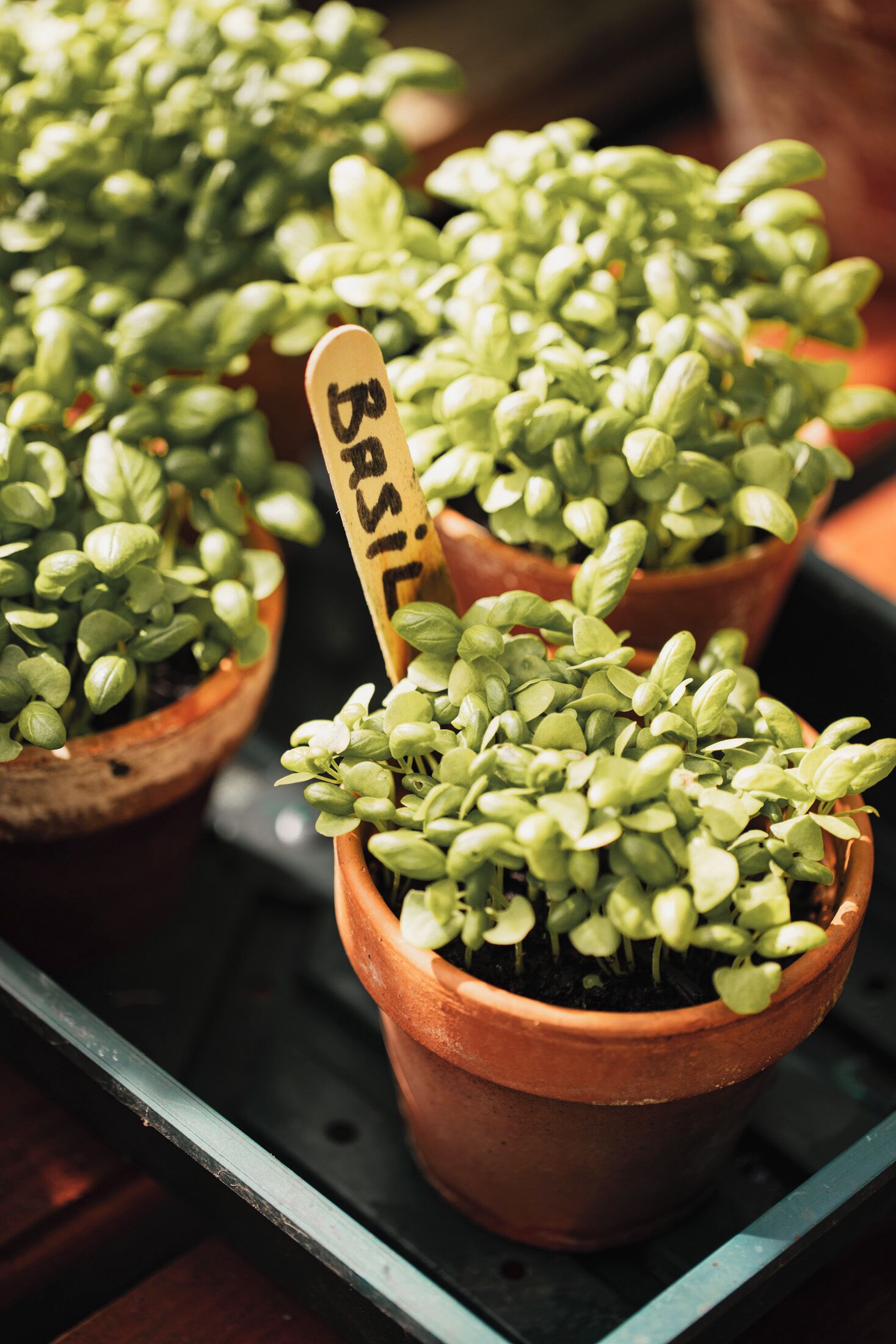 Potted plants with wooden labels, arranged on a tray.