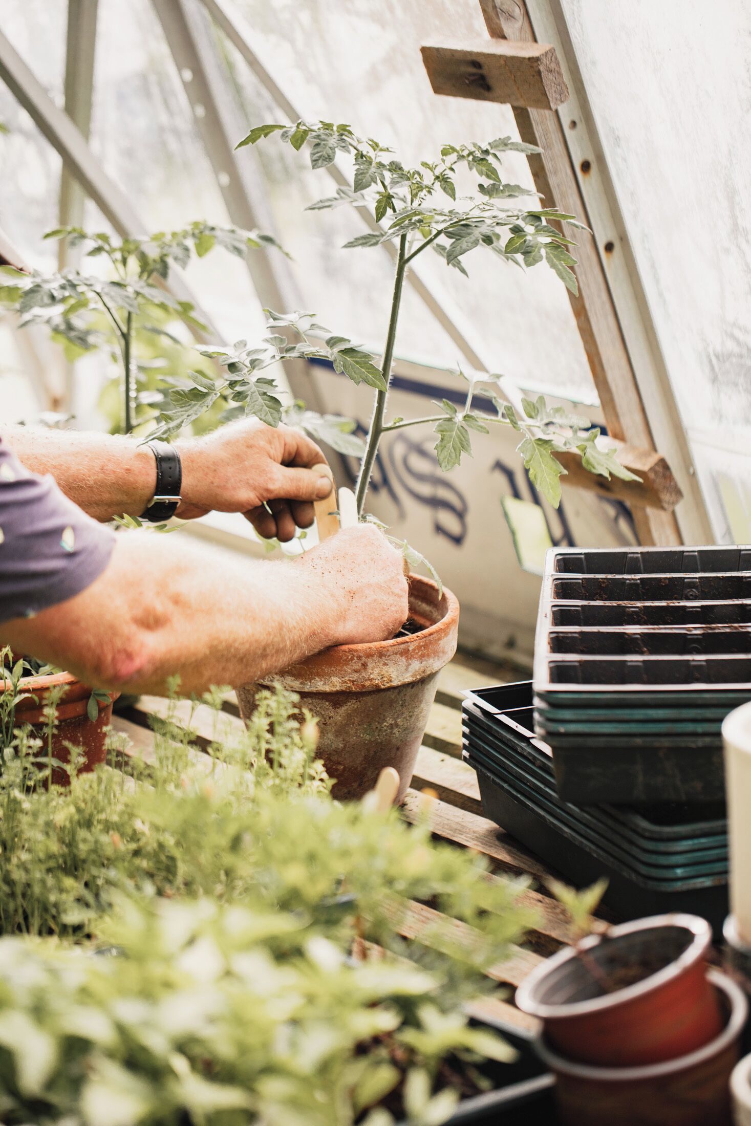 A greenhouse with a person tending to plants in a pot.