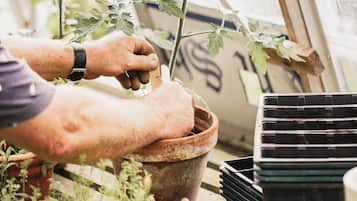 A greenhouse with a person tending to plants in a pot.