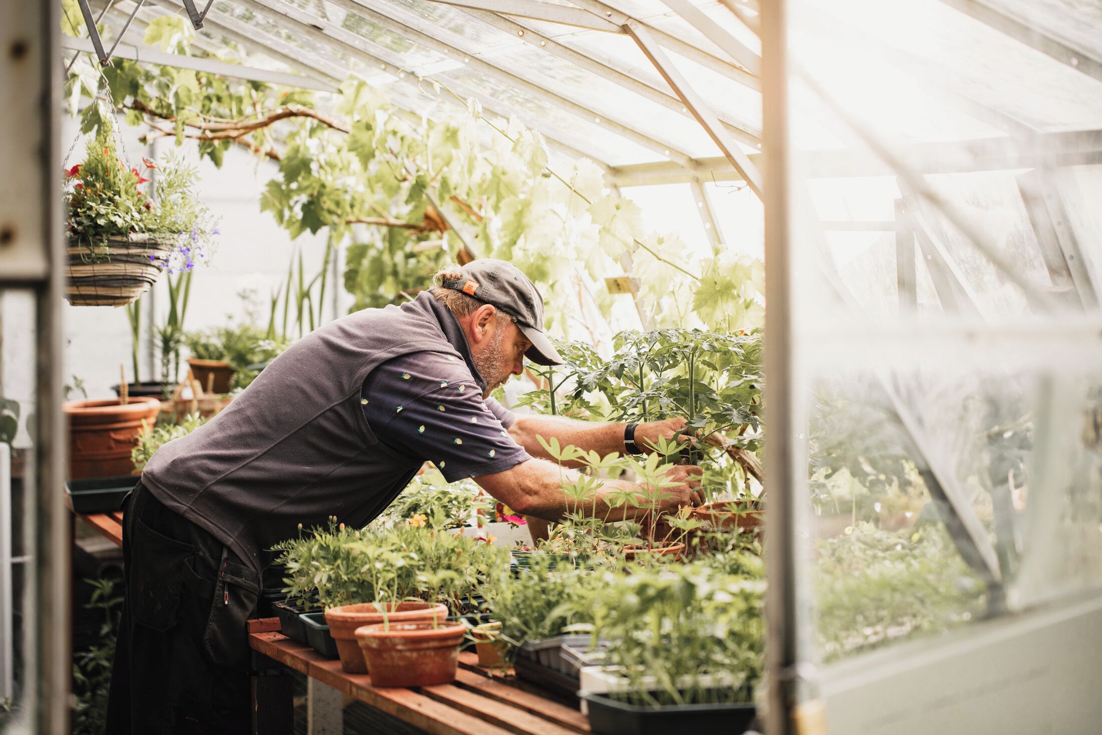 Un invernadero con diversas plantas en macetas y una persona cuidándolas.