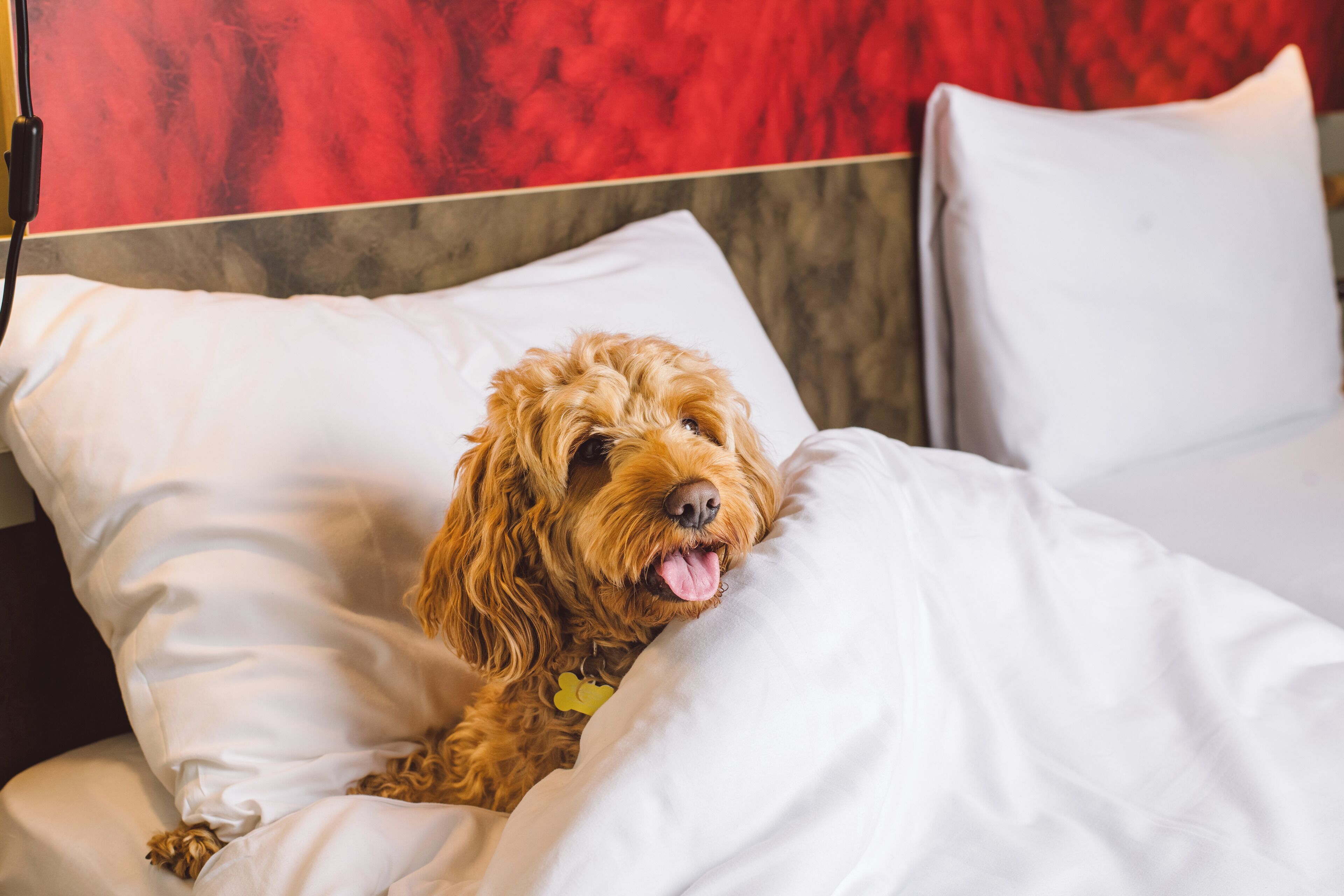 A dog lying on a bed with white bedding and pillows, in a room with a red and grey wall.