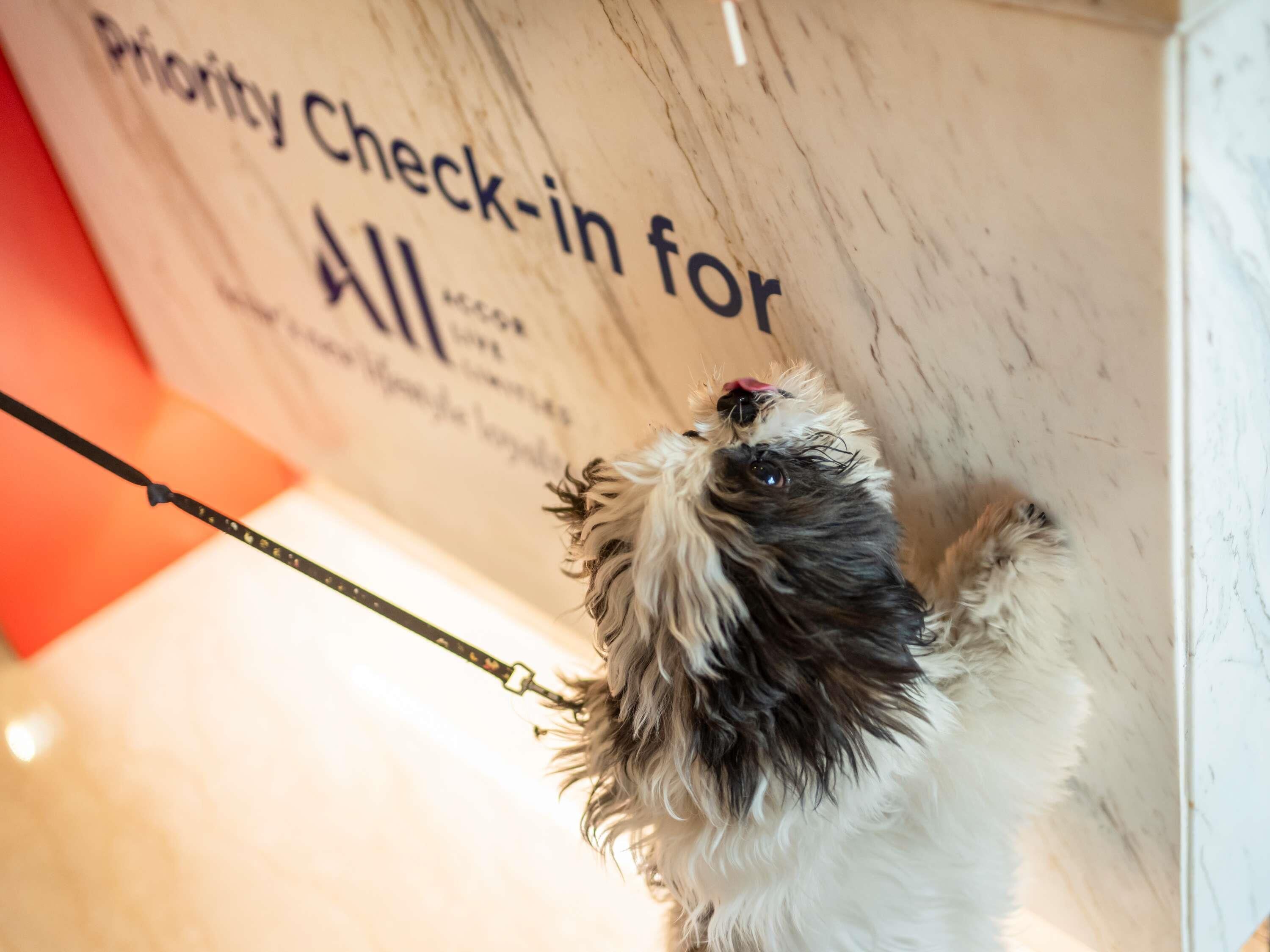 Un perro con correa mira hacia arriba un cartel que dice 'Priority Check-in para Todos'.